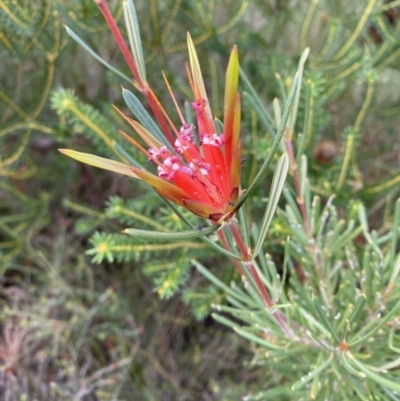 Lambertia formosa (Mountain Devil) at Vincentia, NSW - 3 Oct 2023 by Tapirlord