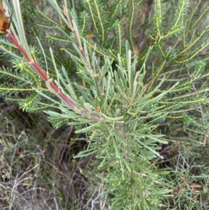 Lambertia formosa at Vincentia, NSW - 3 Oct 2023