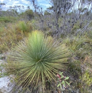 Xanthorrhoea resinosa at Vincentia, NSW - suppressed