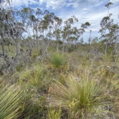 Xanthorrhoea resinosa at Vincentia, NSW - suppressed