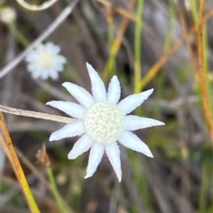 Actinotus minor (Lesser Flannel Flower) at Vincentia, NSW - 3 Oct 2023 by Tapirlord