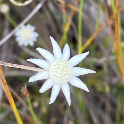 Actinotus minor (Lesser Flannel Flower) at Vincentia, NSW - 3 Oct 2023 by Tapirlord
