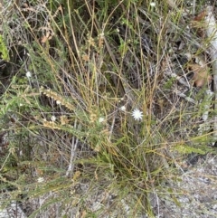 Actinotus minor at Vincentia, NSW - 3 Oct 2023