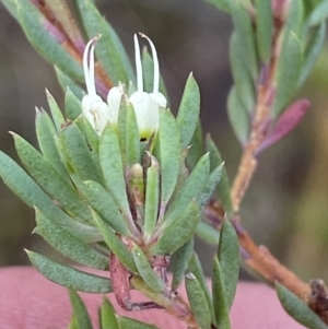 Darwinia leptantha at Vincentia, NSW - 3 Oct 2023