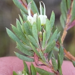 Darwinia leptantha at Vincentia, NSW - 3 Oct 2023