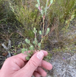 Darwinia leptantha at Vincentia, NSW - 3 Oct 2023