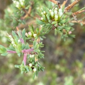 Darwinia leptantha at Vincentia, NSW - 3 Oct 2023