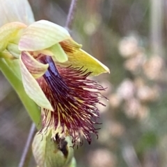 Calochilus campestris (Copper Beard Orchid) at Vincentia, NSW - 3 Oct 2023 by Tapirlord