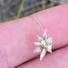 Laxmannia gracilis (Slender Wire Lily) at Vincentia, NSW - 3 Oct 2023 by Tapirlord