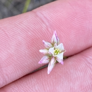 Laxmannia gracilis at Vincentia, NSW - 3 Oct 2023