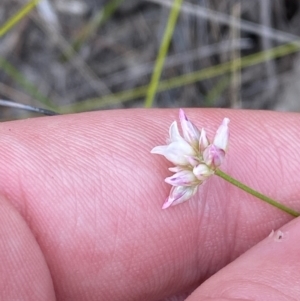 Laxmannia gracilis at Vincentia, NSW - 3 Oct 2023