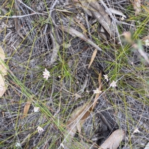 Laxmannia gracilis at Vincentia, NSW - 3 Oct 2023