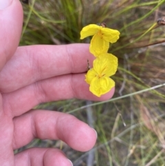 Xyris operculata (Tall Yellow-eye) at Vincentia, NSW - 3 Oct 2023 by Tapirlord