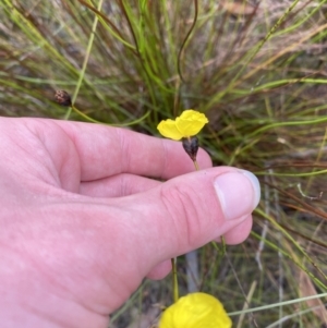 Xyris operculata at Vincentia, NSW - 3 Oct 2023