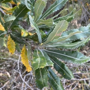 Banksia serrata at Vincentia, NSW - 3 Oct 2023 03:01 PM