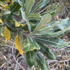 Banksia serrata at Vincentia, NSW - 3 Oct 2023