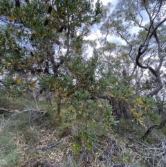 Banksia serrata at Vincentia, NSW - 3 Oct 2023 03:01 PM