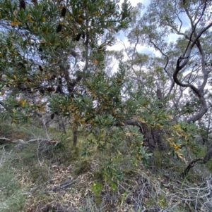 Banksia serrata at Vincentia, NSW - 3 Oct 2023 03:01 PM