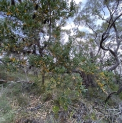 Banksia serrata at Vincentia, NSW - 3 Oct 2023