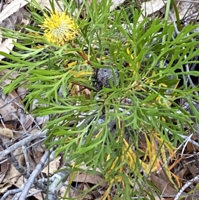 Isopogon anemonifolius (Common Drumsticks) at Vincentia, NSW - 3 Oct 2023 by Tapirlord