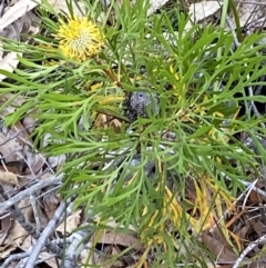 Isopogon anemonifolius (Common Drumsticks) at Vincentia, NSW - 3 Oct 2023 by Tapirlord