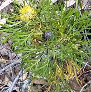 Isopogon anemonifolius at Vincentia, NSW - 3 Oct 2023