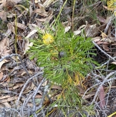 Isopogon anemonifolius at Vincentia, NSW - suppressed