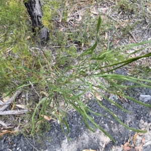 Conospermum longifolium subsp. mediale at Vincentia, NSW - 3 Oct 2023