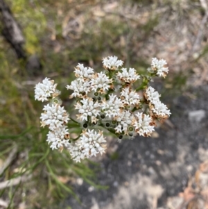 Conospermum longifolium subsp. mediale at Vincentia, NSW - 3 Oct 2023