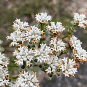 Conospermum longifolium subsp. mediale at Vincentia, NSW - 3 Oct 2023