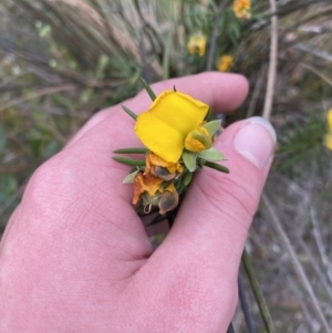 Gompholobium grandiflorum at Vincentia, NSW - 3 Oct 2023 03:01 PM