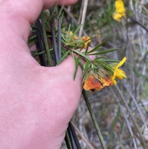 Gompholobium grandiflorum at Vincentia, NSW - 3 Oct 2023 03:01 PM