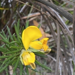 Gompholobium grandiflorum at Vincentia, NSW - 3 Oct 2023 03:01 PM