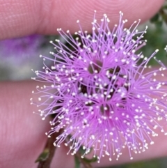 Kunzea capitata (Pink Kunzea) at Vincentia, NSW - 3 Oct 2023 by Tapirlord