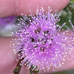 Kunzea capitata at Vincentia, NSW - suppressed
