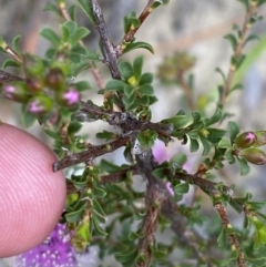 Kunzea capitata at Vincentia, NSW - suppressed