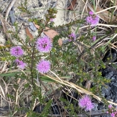 Kunzea capitata at Vincentia, NSW - 3 Oct 2023