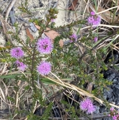 Kunzea capitata at Vincentia, NSW - suppressed