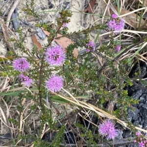 Kunzea capitata at Vincentia, NSW - suppressed