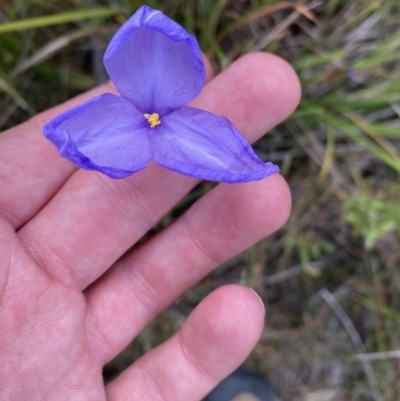 Patersonia glabrata (Native Iris) at Vincentia, NSW - 3 Oct 2023 by Tapirlord