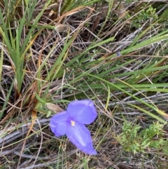 Patersonia glabrata at Vincentia, NSW - 3 Oct 2023