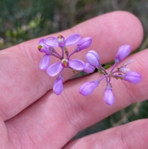 Comesperma ericinum at Vincentia, NSW - 3 Oct 2023