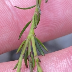 Comesperma ericinum at Vincentia, NSW - 3 Oct 2023