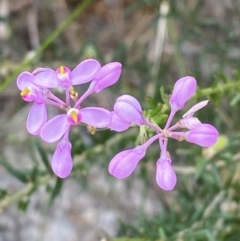 Comesperma ericinum at Vincentia, NSW - 3 Oct 2023