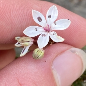 Burchardia umbellata at Vincentia, NSW - 3 Oct 2023