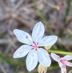 Burchardia umbellata at Vincentia, NSW - 3 Oct 2023