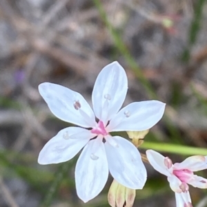 Burchardia umbellata at Vincentia, NSW - 3 Oct 2023 02:56 PM