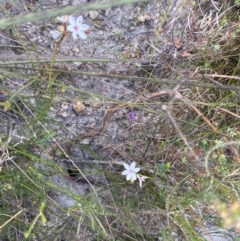 Burchardia umbellata at Vincentia, NSW - 3 Oct 2023