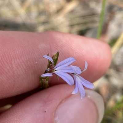 Lobelia anceps (Angled Lobelia) at Vincentia, NSW - 3 Oct 2023 by Tapirlord