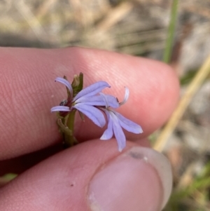 Lobelia anceps at Vincentia, NSW - 3 Oct 2023